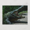 Suche nach florida alligator postkarten Zähne