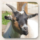 Suche nach ziegen untersetzer Natur