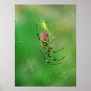 Recherche de araignées posters Animal
