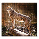 Recherche de jubatus posters Guépard