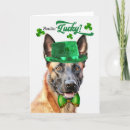 Recherche de malinois belges cartes postales Chien