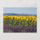 Recherche de fleurs lavande cartes postales Pittoresque