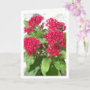 Suche nach roter stern karten Blume