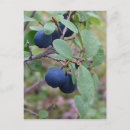 Recherche de tourterelles cartes postales Nature