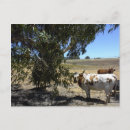 Recherche de béquilles cartes postales Vaches