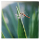 Recherche de libellule carreaux Nature