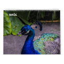 Suche nach pfauen kalender Vögel
