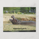Recherche de hippopotames cartes postales Cool