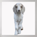 Suche nach baby goat poster Foto