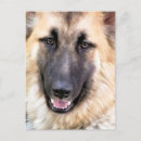 Suche nach gsd postkarten Schäfer