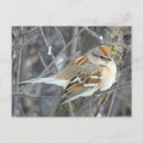 Recherche de moineau cartes postales Photographie de la nature