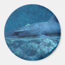 Recherche de grand requin magnets Mignon