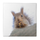 Suche nach nagetiere fliesen Lustig