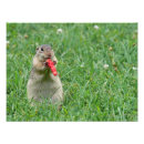 Suche nach nagetiere poster Chipmunk