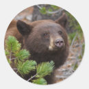 Suche nach wilder bär aufkleber Im freien