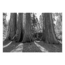 Recherche de forêt de séquoia posters Parc