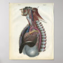 Suche nach brust medizin Anatomie