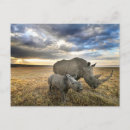Suche nach weißer rhino postkarten Nashorn