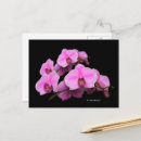 Suche nach phalaenopsis poster Blüten