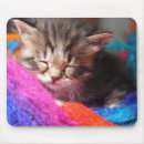 Recherche de chaton photographie Doux