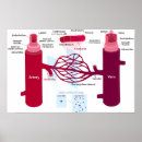Suche nach arterien poster Diagramm