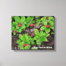 Suche nach brombeere poster Flora