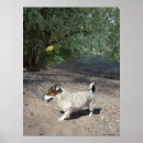 Suche nach jack russell poster Terrier