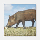 Suche nach ferkel magnete Natur