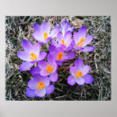 Suche nach frühjahr poster Blume