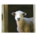 Recherche de agneau posters Animal de ferme