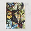 Recherche de insecte cartes postales Papillons