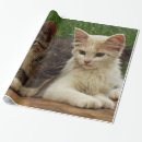 Suche nach langhaarig geschenkpapier Katzen