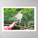 Recherche de primat posters Animal