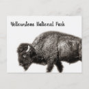 Recherche de photo de bison cartes postales Parc national de yellowstone