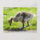 Recherche de oison Mignon