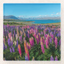 Suche nach lupine untersetzer Wildblume
