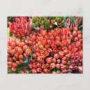 Suche nach rote tulpen postkarten Schön