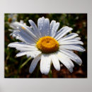 Recherche de champ marguerite posters Pétales