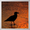 Suche nach kalifornien sonnenuntergang poster San