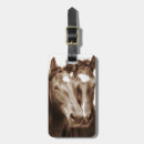 Recherche de portrait de cheval accessoires Portraits