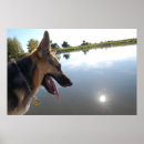 Suche nach hirten poster Tiere