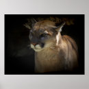 Recherche de puma posters Pomas