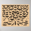 Recherche de vintage insect posters Moth