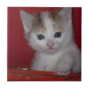 Suche nach rote katze fliesen Weiß