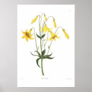 Suche nach lilium poster Blume