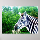 Suche nach zebras kunst Wildlife