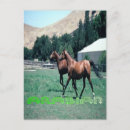 Recherche de cheval arabe cartes postales Chevaux