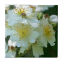 Suche nach wilde blumen fliesen Natur