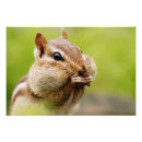 Suche nach chipmunk foto poster Niedlich