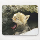 Recherche de coyote tapis souris Animal